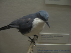 Blue-and-white Mockingbird